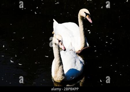 Due cigni trombettieri che nuotano insieme su uno stagno Foto Stock