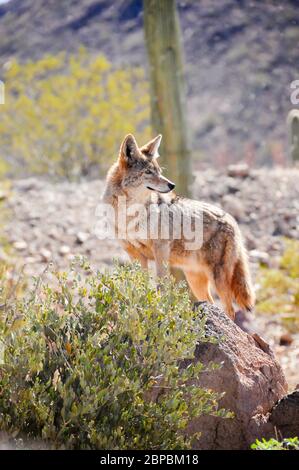 Un coyote solerte nel deserto che guarda sul suo territorio. Il coyote è originario del Nord America. Il coyote coglie in pacchi. Foto Stock