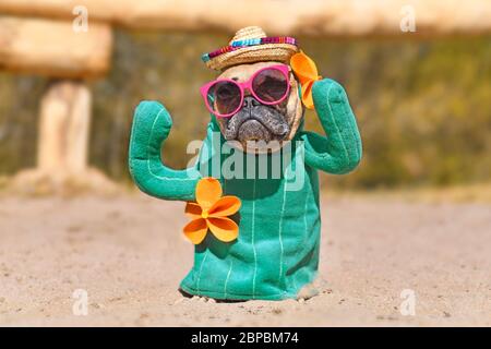 Divertente cane Bulldog francese vestito con costume di cactus con armi finte e falciatrici arancioni che indossano cappello da traw estate e occhiali da sole rosa in piedi sulla sabbia Foto Stock