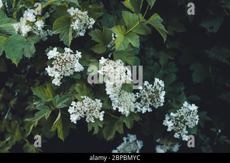 Fiori di idrangea bianchi su sfondo verde scuro Foto Stock