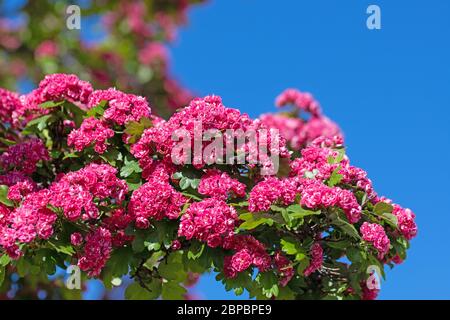 La spina rossa fiorente, Crataegus laevigata, in primavera Foto Stock