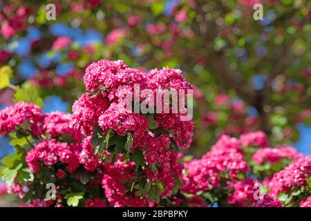 La spina rossa fiorente, Crataegus laevigata, in primavera Foto Stock