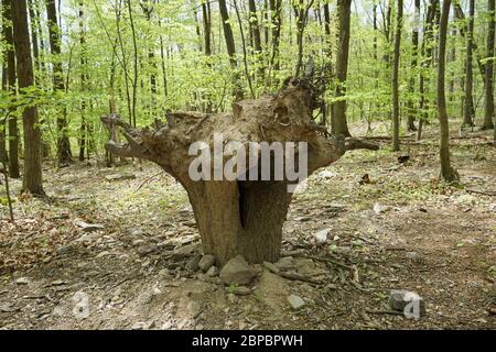 Un albero morto con il tronco nel terreno e le radici in cima. Foto Stock