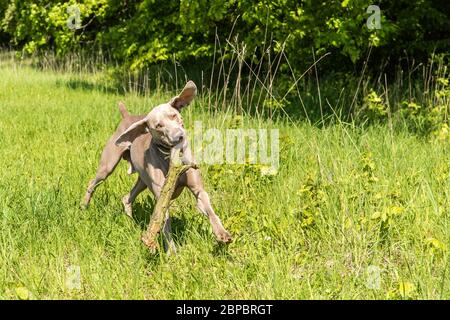 Giocoso giovane cane marrone Weimaraner che salta e corre durante una partita sul prato. Salute giovane cane. Foto Stock
