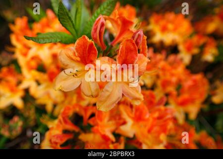 Devon, Regno Unito. Fiamma Azalea o Rhododendron calendulaceum. Foto Stock