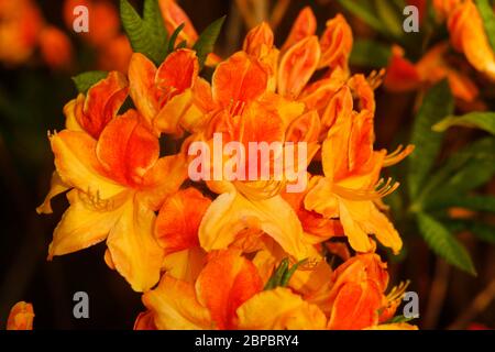 Devon, Regno Unito. Fiamma Azalea o Rhododendron calendulaceum. Foto Stock