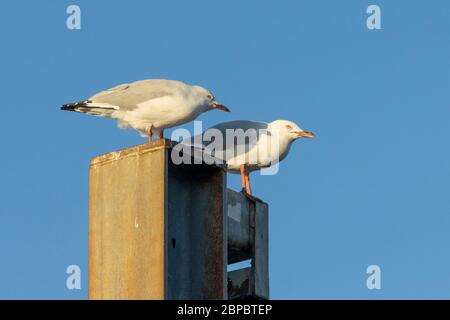 Un paio di gabbiani d'argento in piedi su un paletto di pontile in una giornata di sole. Foto Stock