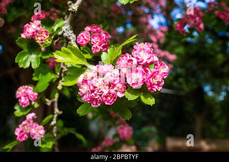 Un primo piano di biancospino rosa Crataegus monogyna fiori su un ramo con la crescita di licheni appena visibile più lontano Foto Stock