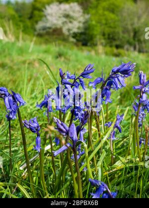 Gruppo di bluebells inglesi, Hyacinthoides non-scriptus, fiorendo in un prato Devon. Foto Stock