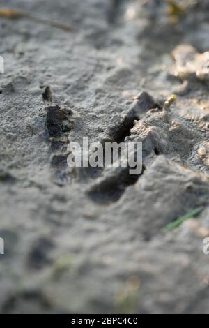 impronta di un piccolo uccello nel fango al tramonto Foto Stock