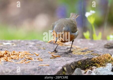 European Robin - erithacus rubbecula - raccogliere i mealworms da portare ai giovani nel suo nido - Scozia, Regno Unito Foto Stock