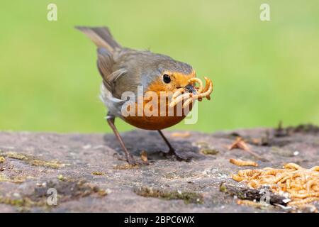 European Robin - erithacus rubbecula - raccogliere i mealworms da portare ai giovani nel suo nido - Scozia, Regno Unito Foto Stock