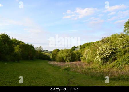 Andrews Wood Dry Valley vicino a Shoreham, Kent. North Downs Chalk Hills, maggio Foto Stock