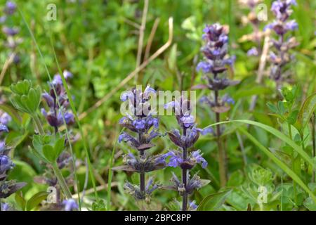 Il grattugolo di Wildflower cresce in grumi nelle colline di gesso della Darent Valley a nord-ovest di Kent vicino a Otford e Shoreham. North Downs gesso condizioni lo soddisfano. Foto Stock