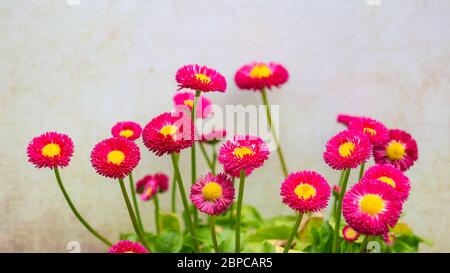 Banner con cultivar a margherita rosso (Bellis perennis) di fronte a uno sfondo di luce naturale con spazio per la copia. Foto Stock