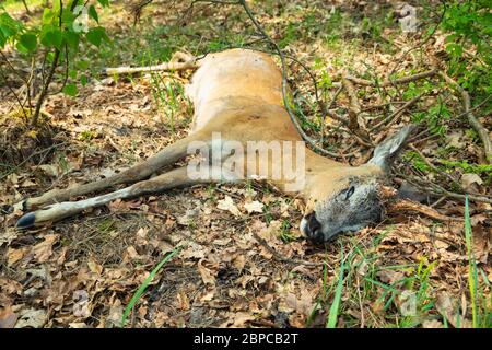 Un maschio di capriolo morto con un corno rotto che giace sul terreno nella foresta Foto Stock