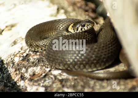 Serpente d'erba crogiolarsi sulla corteccia di un albero, primavera giorno di sole Foto Stock