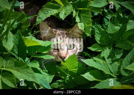 tabby giovane gatto nasconde in giardino nella fresca primavera erba verde alto e foglie e sissi, sembra spaventato con grandi occhi Foto Stock