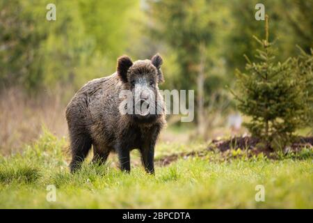 Adorabile cinghiale, sus scrofa in posa e sorridente nella fotocamera nella foresta Foto Stock