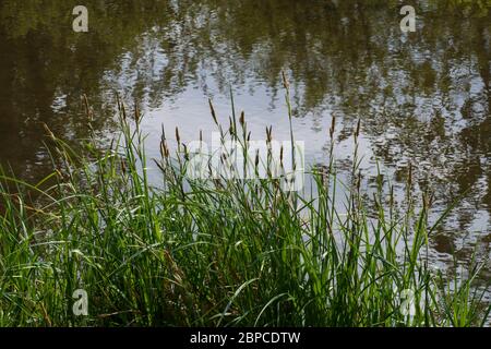 Altrhein, Rhein Aue, Fluß Landschaft bei Iffezheim Foto Stock