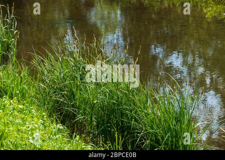 Altrhein, Rhein Aue, Fluß Landschaft bei Iffezheim Foto Stock