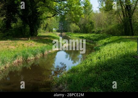 Altrhein, Rhein Aue, Fluß Landschaft bei Iffezheim Foto Stock