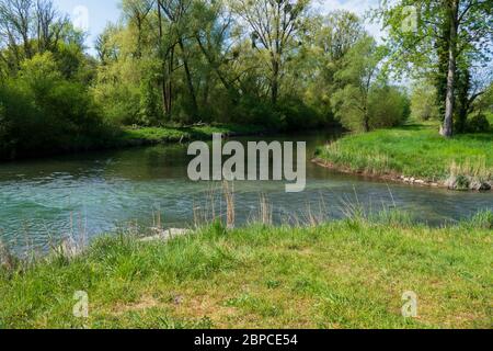 Altrhein, Rhein Aue, Fluß Landschaft bei Iffezheim Foto Stock