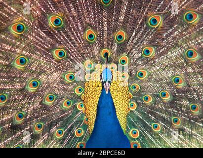 Coda di pavone, belle piume colorate di uccelli, Foto Stock