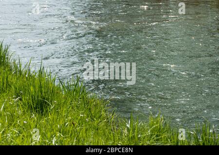 Altrhein, Rhein Aue, Fluß Landschaft bei Iffezheim Foto Stock