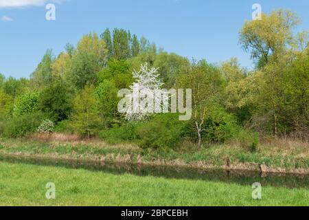 Altrhein, Rhein Aue, Fluß Landschaft bei Iffezheim Foto Stock