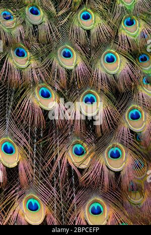 Coda di pavone, belle piume colorate di uccelli, Foto Stock