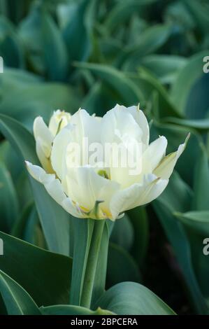 Primo piano dell'imperatore esotico un bianco con lampo verde e segni giallo pallido doppio tulipano appartenente al gruppo Fosteriana della Divisione tulipani 13 Foto Stock