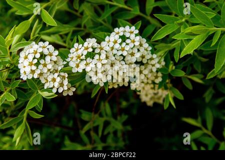 Spiraea arguta fiori bianchi. Fiori di spiraea bianca su un ramo. Foto Stock