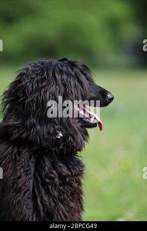 bel cane rosso pureo dai capelli lunghi sulla passerella, cane afgano Foto Stock