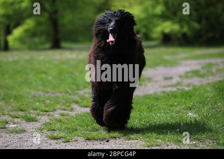 bel cane rosso pureo dai capelli lunghi sulla passerella, cane afgano Foto Stock