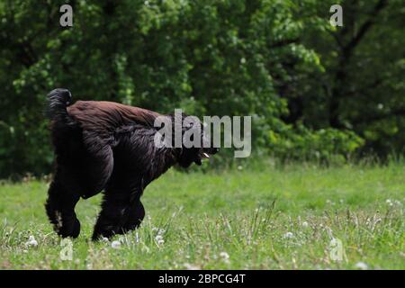 bel cane rosso pureo dai capelli lunghi sulla passerella, cane afgano Foto Stock