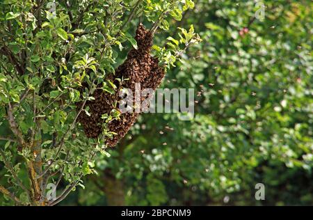 Bee swam su alberi di mele, in estate, Cheshire, Inghilterra, Regno Unito Foto Stock