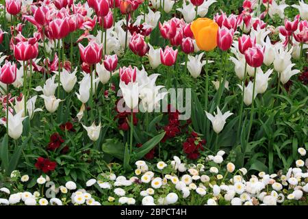 Tulips, Merrion Square, Dublino, Contea di Dublino, Irlanda Foto Stock