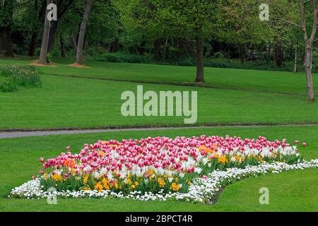 Tulips, Merrion Square, Dublino, Contea di Dublino, Irlanda Foto Stock