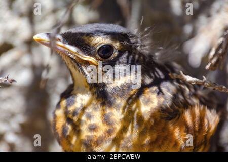 Una vista ravvicinata di un nascente Robin americano rosso breasted. Si nasconde sotto i rami, dal momento che lascia il nido prematuramente. Foto Stock