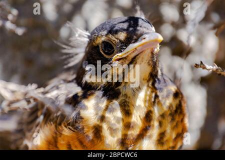 Una vista ravvicinata di un nascente Robin americano rosso breasted. Si nasconde sotto i rami, dal momento che lascia il nido prematuramente. Foto Stock