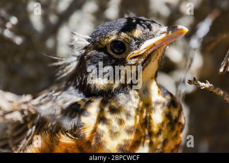 Una vista ravvicinata di un nascente Robin americano rosso breasted. Si nasconde sotto i rami, dal momento che lascia il nido prematuramente. Foto Stock