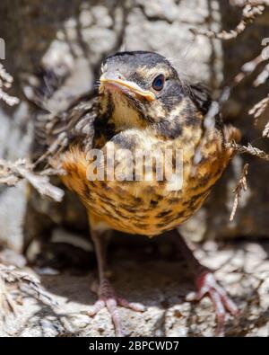 Una vista ravvicinata di un nascente Robin americano rosso breasted. Si nasconde sotto i rami, dal momento che lascia il nido prematuramente. Foto Stock