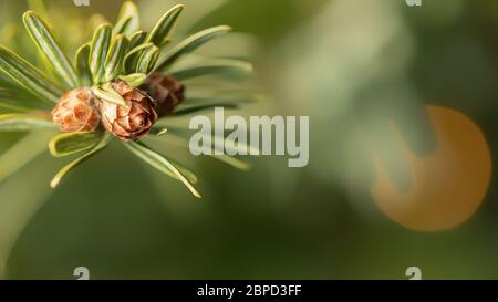 Biglietto di Natale o sfondo. Albero di Natale ramo con luci primo piano, fuoco selettivo, bokeh Foto Stock