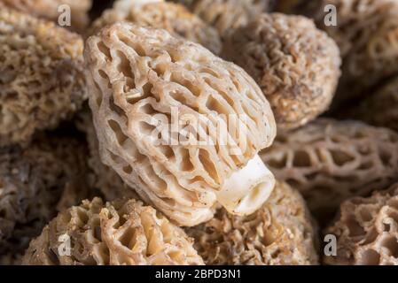 Funghi Morel dalle montagne dell'Oregon orientale. Foto Stock