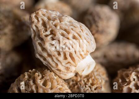 Funghi Morel dalle montagne dell'Oregon orientale. Foto Stock