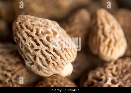 Funghi Morel dalle montagne dell'Oregon orientale. Foto Stock