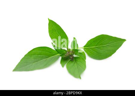 Basilico dolce tailandese fresco biologico grezzo su sfondo bianco isolato con ritaglio path.il basilico dolce verde è vegetale popolare per cucinare cibo italiano come Foto Stock
