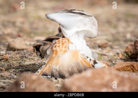 Un killdaer adulto, la madre o il padre, finirà di essere ferito per attirare potenziali predatori dal loro nido o dai loro fledglings. Foto Stock