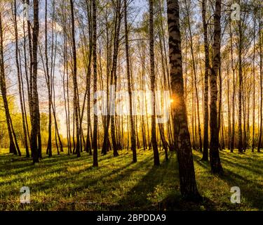 Tramonto o alba in una foresta di betulla primaverile con fogliame giovane e luminoso che risplende nei raggi del sole e nelle ombre dagli alberi. Foto Stock